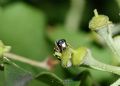 Hylaeus punctatus